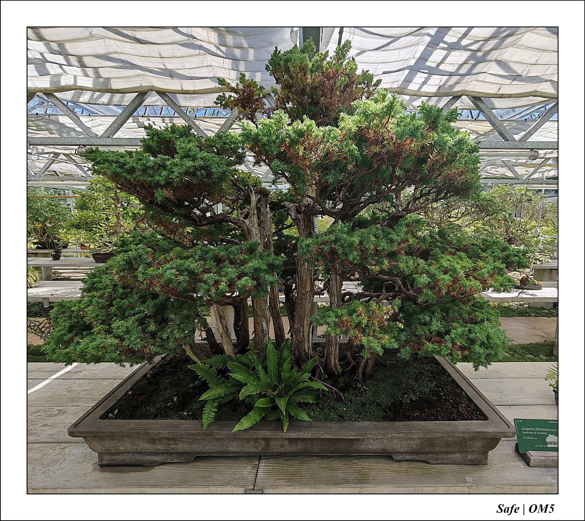 2025 - 08 - Vallée des loups - 12